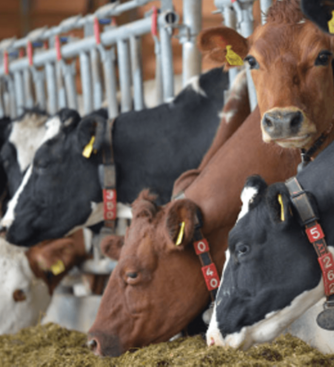 Cattle-&-Livestock-Tracking